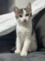 Nala (4)34